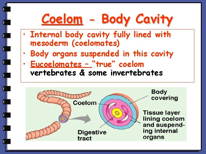 Coelom - Body Cavity • Internal body cavity fully lined with mesoderm (coelomates) •