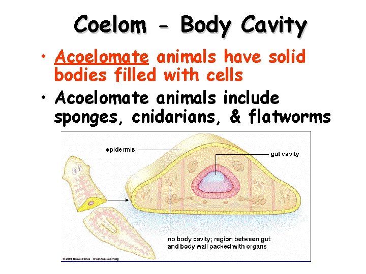 Coelom - Body Cavity • Acoelomate animals have solid bodies filled with cells •