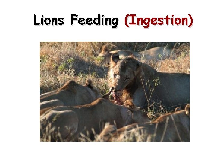 Lions Feeding (Ingestion) 