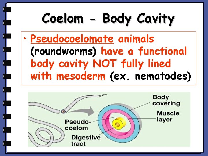 Coelom - Body Cavity • Pseudocoelomate animals (roundworms) have a functional body cavity NOT