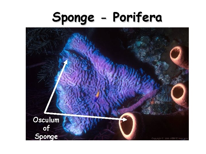 Sponge - Porifera Osculum of Sponge 