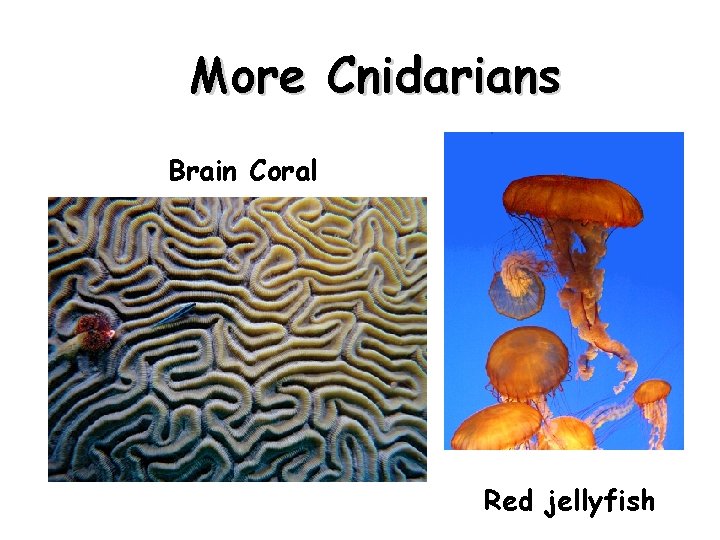 More Cnidarians Brain Coral Red jellyfish 