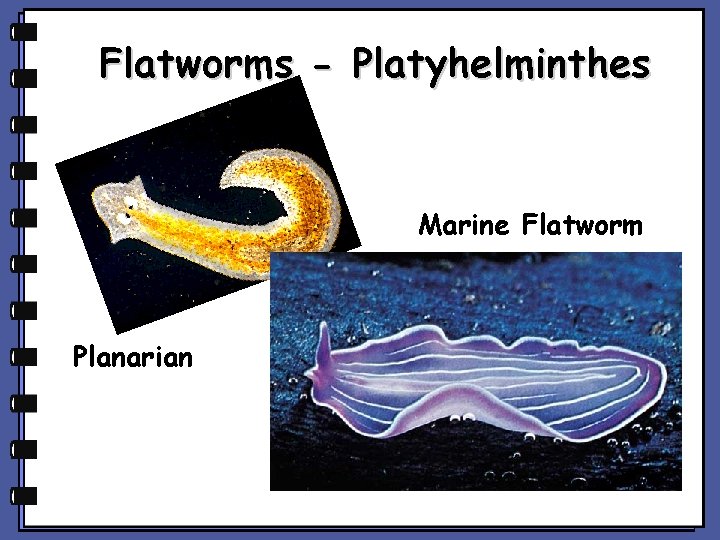 Flatworms - Platyhelminthes Marine Flatworm Planarian 