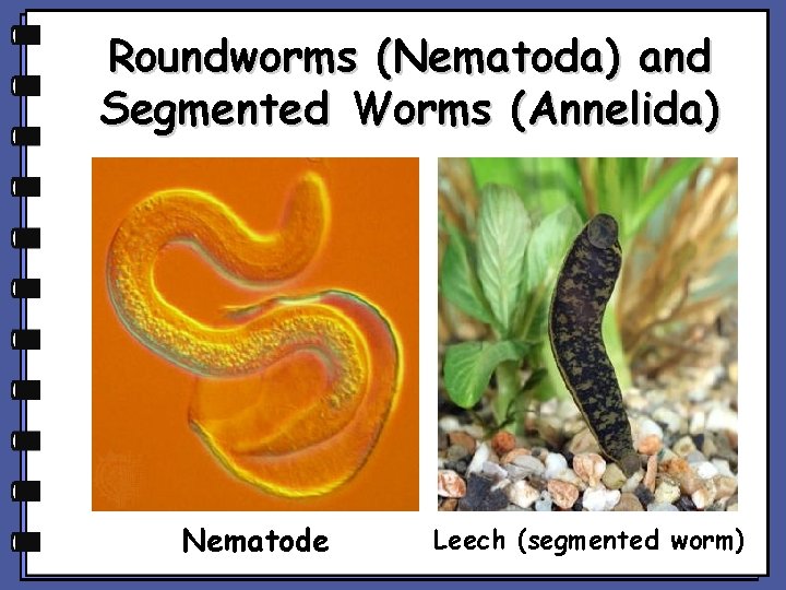 Roundworms (Nematoda) and Segmented Worms (Annelida) Nematode Leech (segmented worm) 