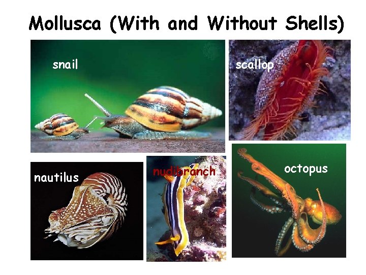 Mollusca (With and Without Shells) snail nautilus scallop nudibranch octopus 