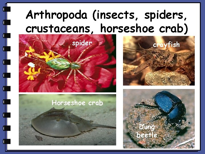 Arthropoda (insects, spiders, crustaceans, horseshoe crab) spider crayfish Horseshoe crab Dung beetle 