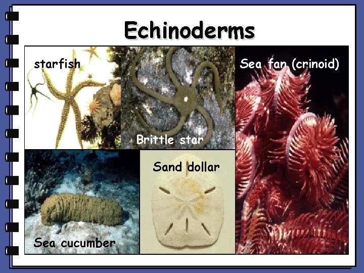 Echinoderms Sea fan (crinoid) starfish Brittle star Sand dollar Sea cucumber 