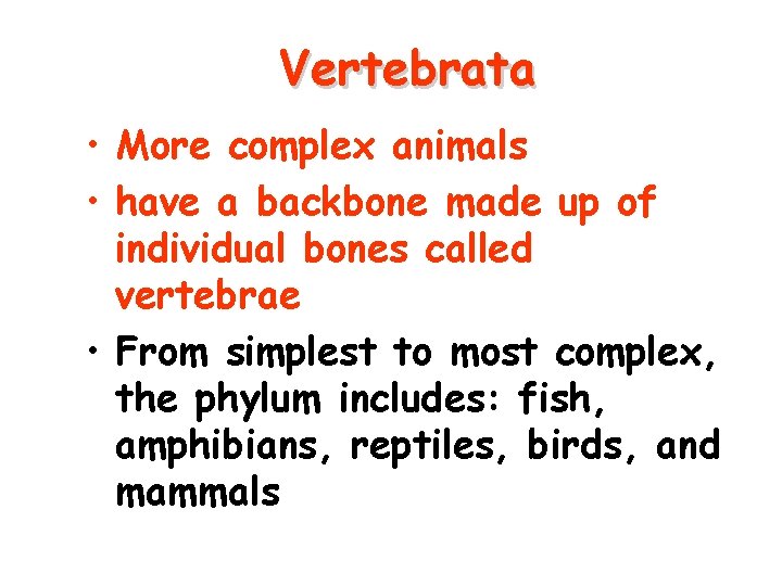 Vertebrata • More complex animals • have a backbone made up of individual bones
