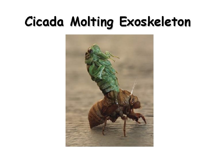 Cicada Molting Exoskeleton 