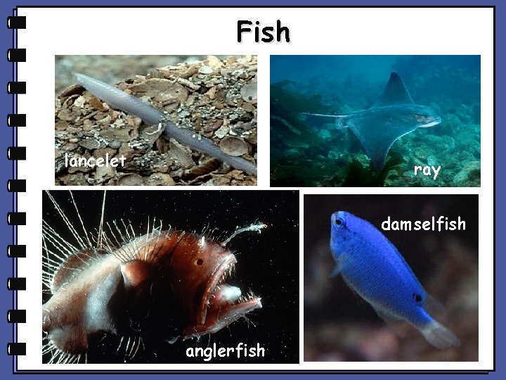 Fish lancelet ray damselfish anglerfish 