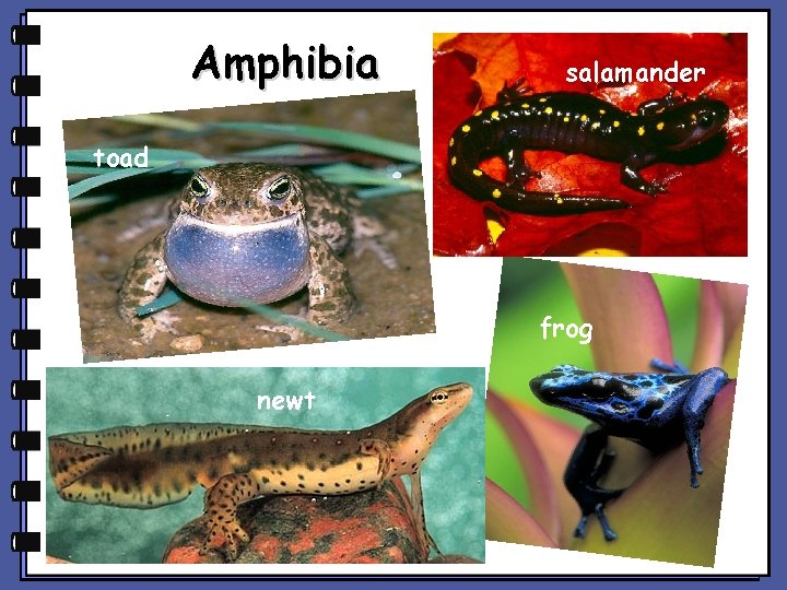 Amphibia salamander toad frog newt 