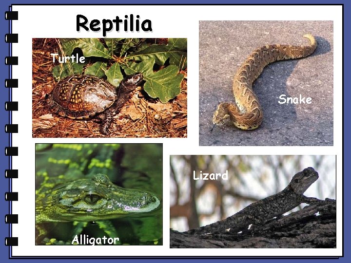 Reptilia Turtle Snake Lizard Alligator 