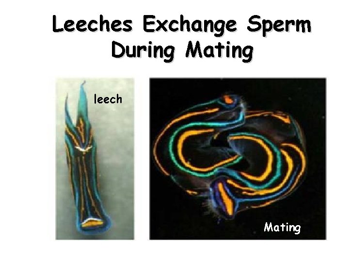 Leeches Exchange Sperm During Mating leech Mating 