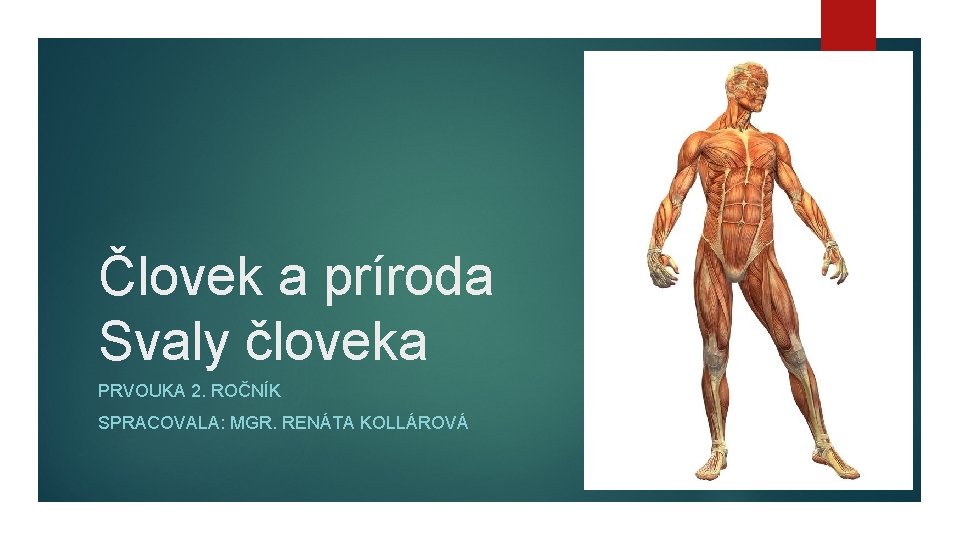 Človek a príroda Svaly človeka PRVOUKA 2. ROČNÍK SPRACOVALA: MGR. RENÁTA KOLLÁROVÁ 