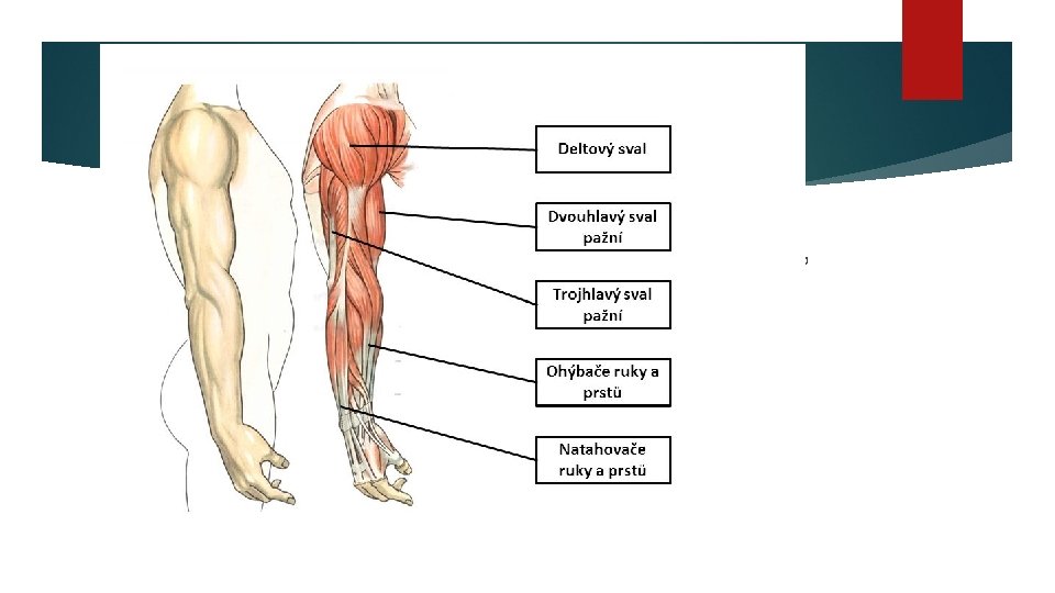Ruka Dokáže robiť rôzne pohyby. Vďačíme za to palcu, ktorý je veľmi ohybný. Pri