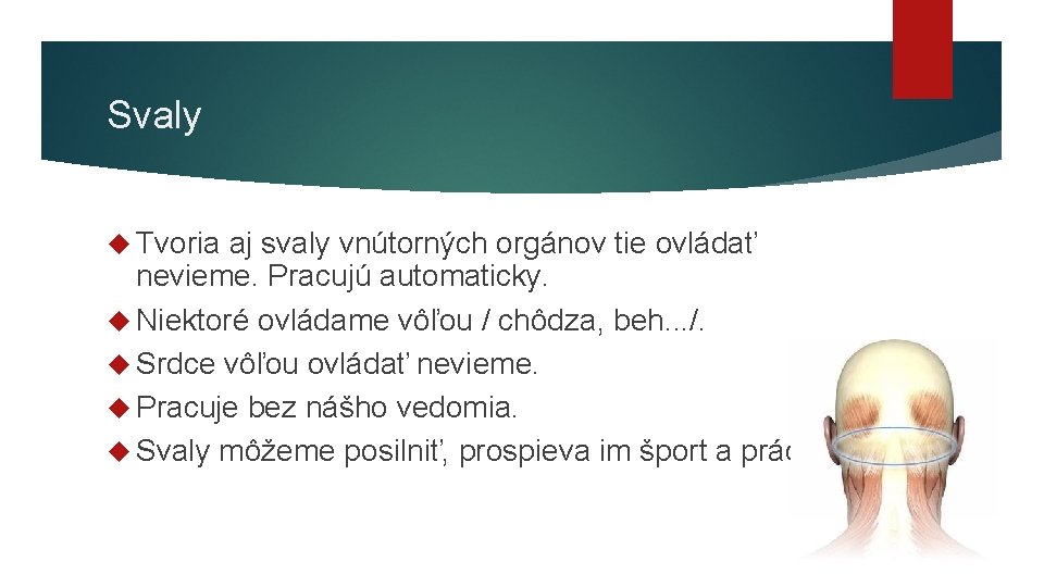 Svaly Tvoria aj svaly vnútorných orgánov tie ovládať nevieme. Pracujú automaticky. Niektoré ovládame vôľou