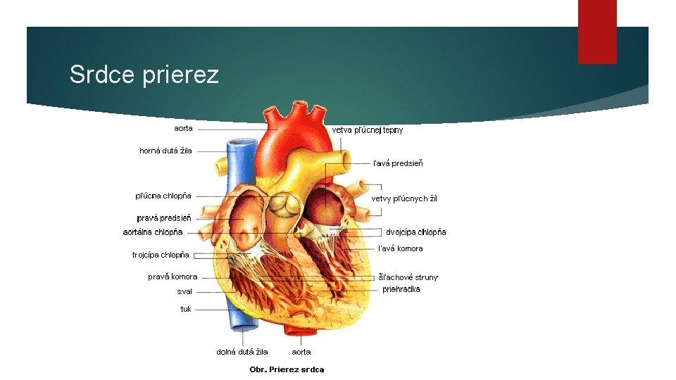 Srdce prierez 