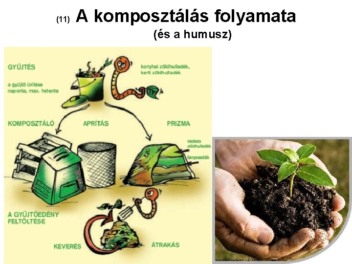 (11) A komposztálás folyamata (és a humusz) 