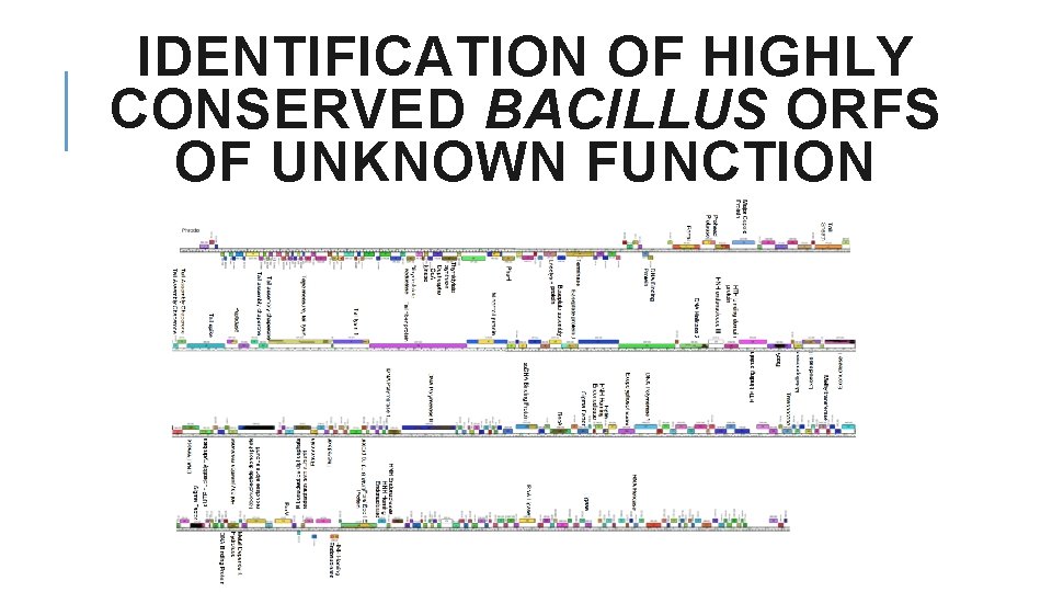 IDENTIFICATION OF HIGHLY CONSERVED BACILLUS ORFS OF UNKNOWN FUNCTION 