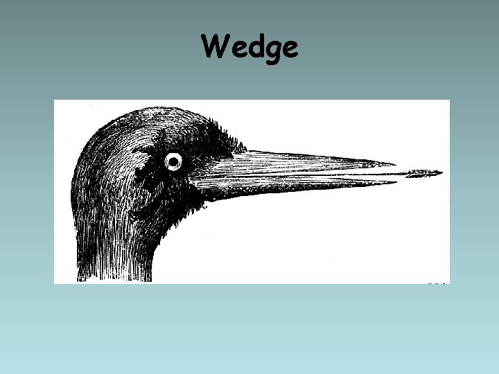 Wedge 