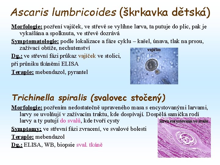 Ascaris lumbricoides (škrkavka dětská) Morfologie: pozření vajíček, ve střevě se vylíhne larva, ta putuje Ascaris lumbricoides (škrkavka dětská) Morfologie: pozření vajíček, ve střevě se vylíhne larva, ta putuje