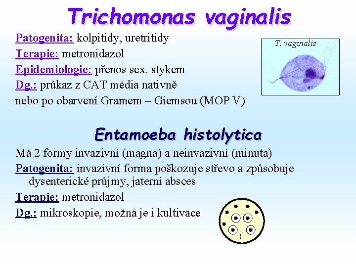 Trichomonas vaginalis Patogenita: kolpitidy, uretritidy Terapie: metronidazol Epidemiologie: přenos sex. stykem Dg. : průkaz Trichomonas vaginalis Patogenita: kolpitidy, uretritidy Terapie: metronidazol Epidemiologie: přenos sex. stykem Dg. : průkaz
