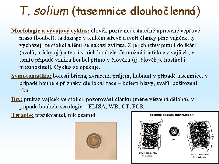 T. solium (tasemnice dlouhočlenná) Morfologie a vývojový cyklus: člověk pozře nedostatečně upravené vepřové maso T. solium (tasemnice dlouhočlenná) Morfologie a vývojový cyklus: člověk pozře nedostatečně upravené vepřové maso