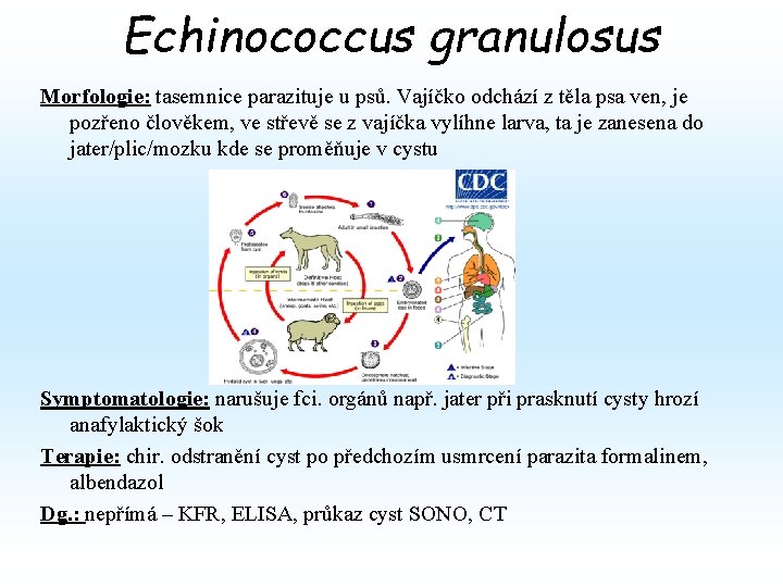 Echinococcus granulosus Morfologie: tasemnice parazituje u psů. Vajíčko odchází z těla psa ven, je Echinococcus granulosus Morfologie: tasemnice parazituje u psů. Vajíčko odchází z těla psa ven, je