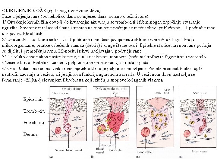 CIJELJENJE KOŽE (epitelnog i vezivnog tkiva) Faze cijeljenja rane (od nekoliko dana do mjesec