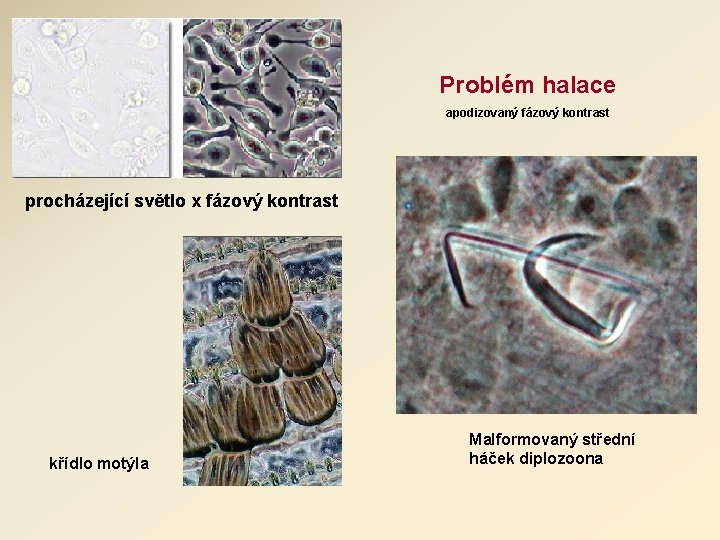 Problém halace apodizovaný fázový kontrast procházející světlo x fázový kontrast křídlo motýla Malformovaný střední