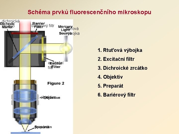Schéma prvků fluorescenčního mikroskopu dichroické zrcátko bariérový filtr rtuťová výbojka 1. Rtuťová výbojka excitační Schéma prvků fluorescenčního mikroskopu dichroické zrcátko bariérový filtr rtuťová výbojka 1. Rtuťová výbojka excitační