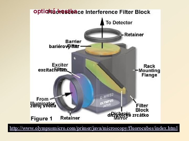 optická kostka bariérový filtr excitační filtr zdroj světla dichroické zrcátko http: //www. olympusmicro. com/primer/java/microscopy/fluorocubes/index.