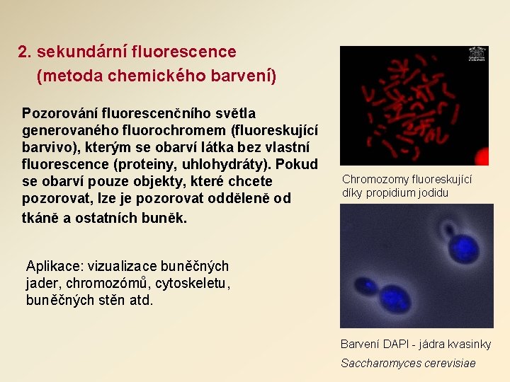 2. sekundární fluorescence (metoda chemického barvení) Pozorování fluorescenčního světla generovaného fluorochromem (fluoreskující barvivo), kterým 2. sekundární fluorescence (metoda chemického barvení) Pozorování fluorescenčního světla generovaného fluorochromem (fluoreskující barvivo), kterým