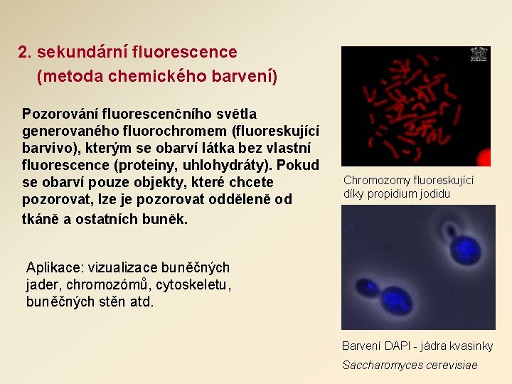 2. sekundární fluorescence (metoda chemického barvení) Pozorování fluorescenčního světla generovaného fluorochromem (fluoreskující barvivo), kterým