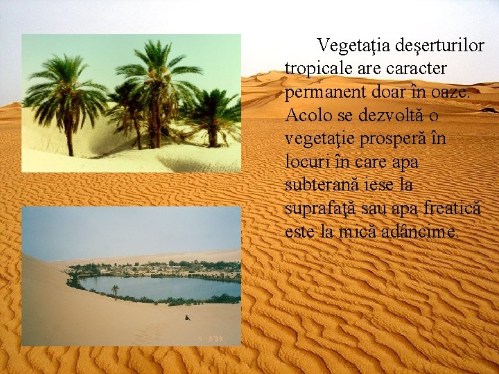 Vegetaţia deşerturilor tropicale are caracter permanent doar în oaze. Acolo se dezvoltă o vegetaţie
