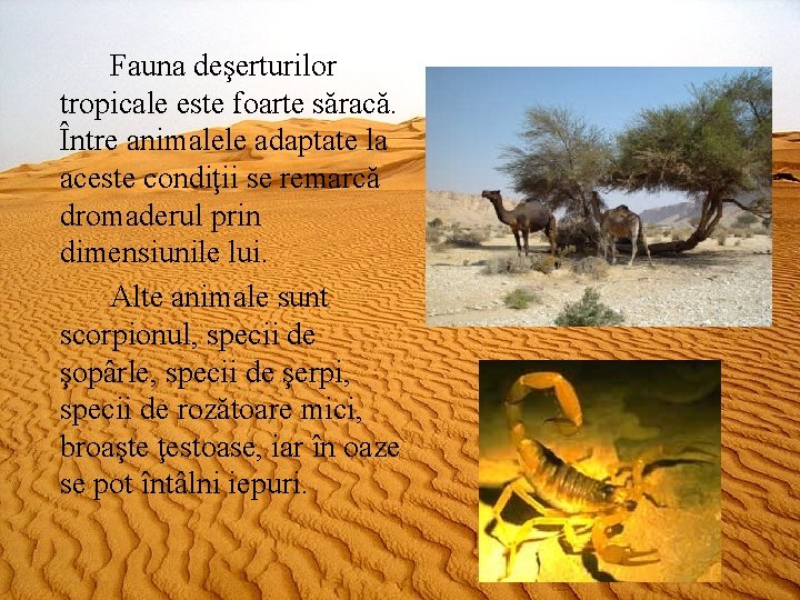 Fauna deşerturilor tropicale este foarte săracă. Între animalele adaptate la aceste condiţii se remarcă