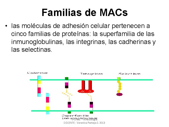 Familias de MACs • las moléculas de adhesión celular pertenecen a cinco familias de