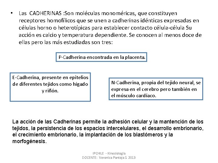  • Las CADHERINAS : Son moléculas monoméricas, que constituyen receptores homofílicos que se