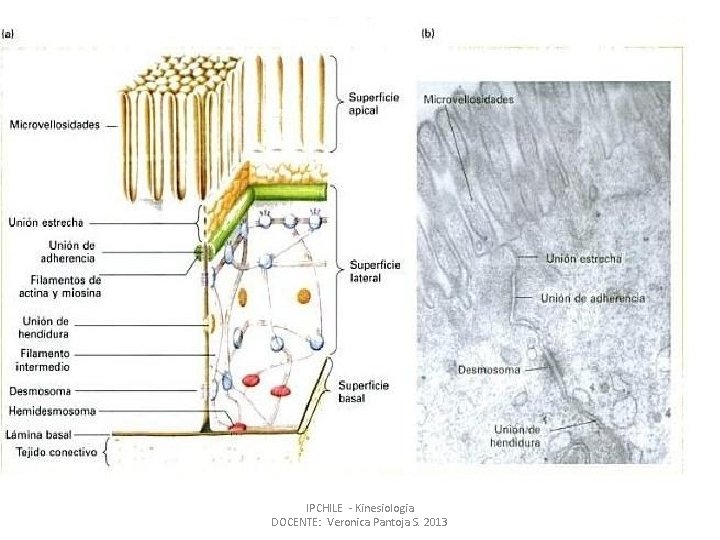 IPCHILE - Kinesiologia DOCENTE: Veronica Pantoja S. 2013 