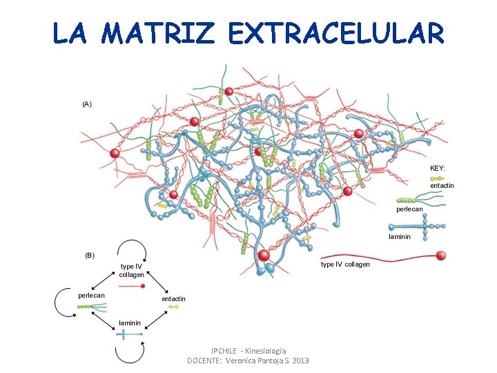 LA MATRIZ EXTRACELULAR IPCHILE - Kinesiologia DOCENTE: Veronica Pantoja S. 2013 