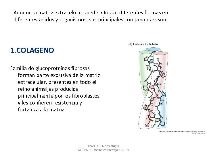 Aunque la matriz extracelular puede adoptar diferentes formas en diferentes tejidos y organismos, sus