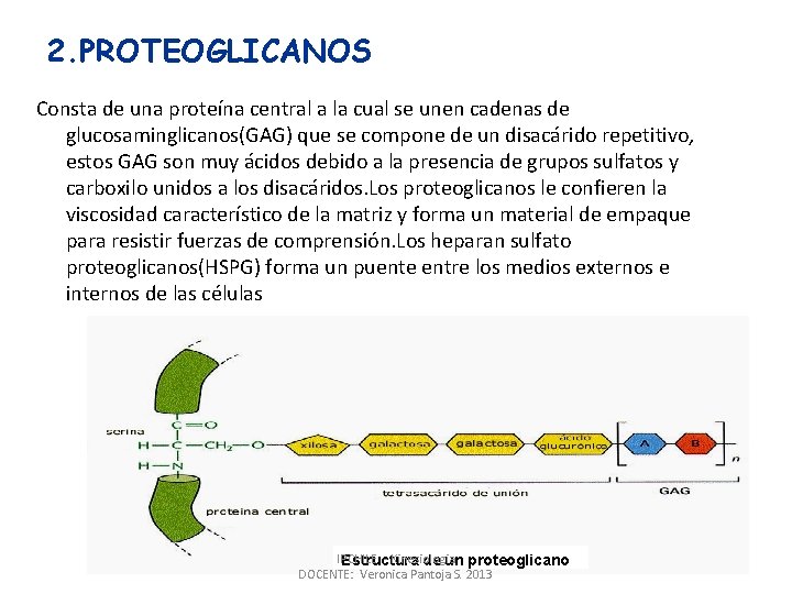 2. PROTEOGLICANOS Consta de una proteína central a la cual se unen cadenas de