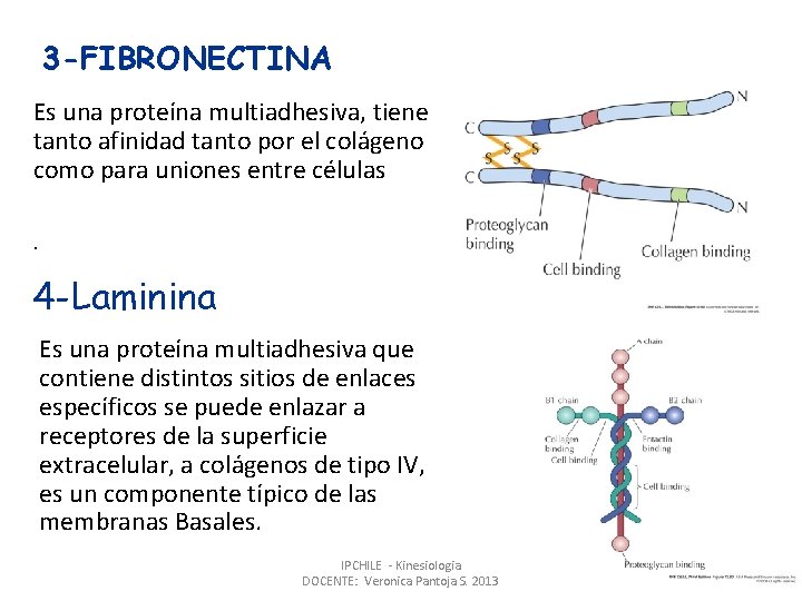 3 -FIBRONECTINA Es una proteína multiadhesiva, tiene tanto afinidad tanto por el colágeno como