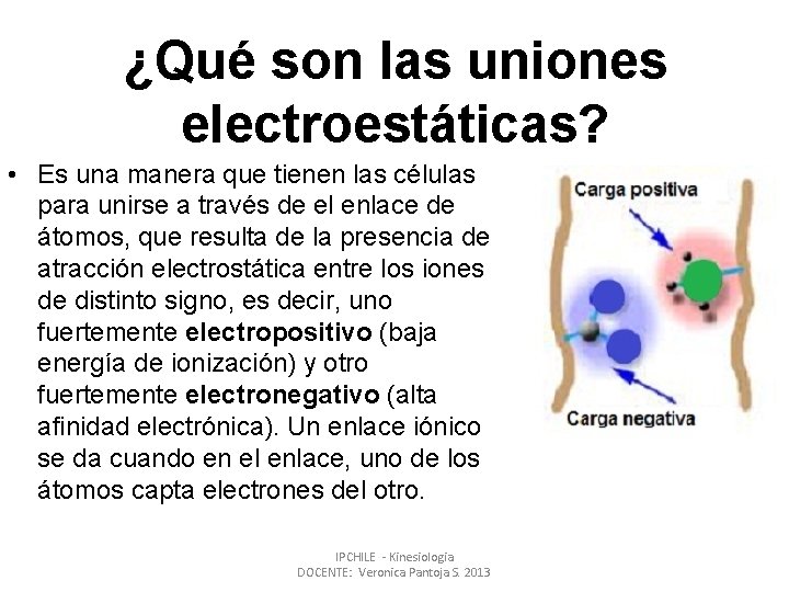 ¿Qué son las uniones electroestáticas? • Es una manera que tienen las células para