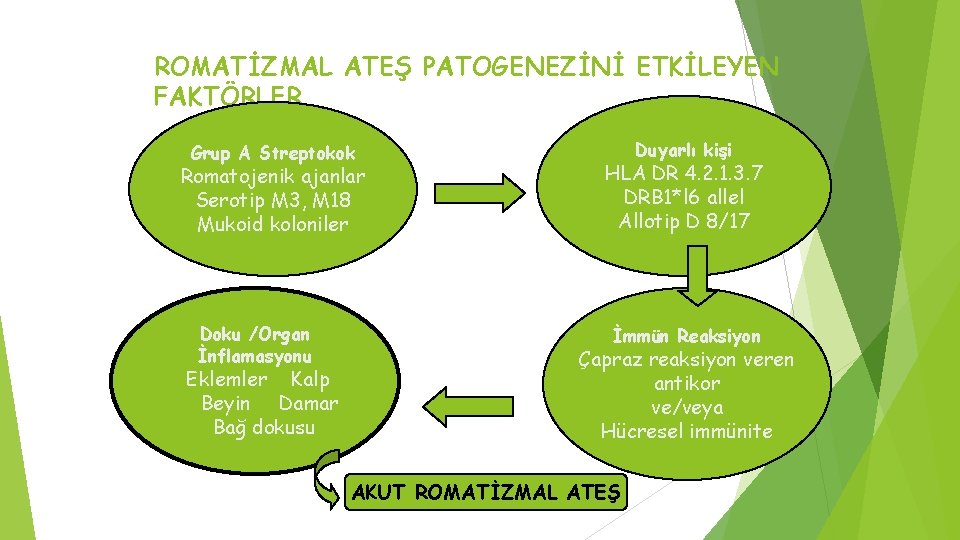 ROMATİZMAL ATEŞ PATOGENEZİNİ ETKİLEYEN FAKTÖRLER Grup A Streptokok Romatojenik ajanlar Serotip M 3, M