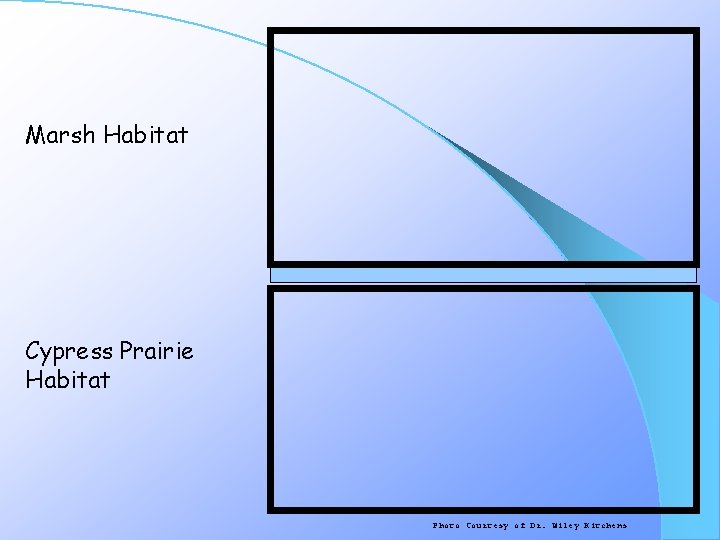 Marsh Habitat Cypress Prairie Habitat Photo Courtesy of Dr. Wiley Kitchens 