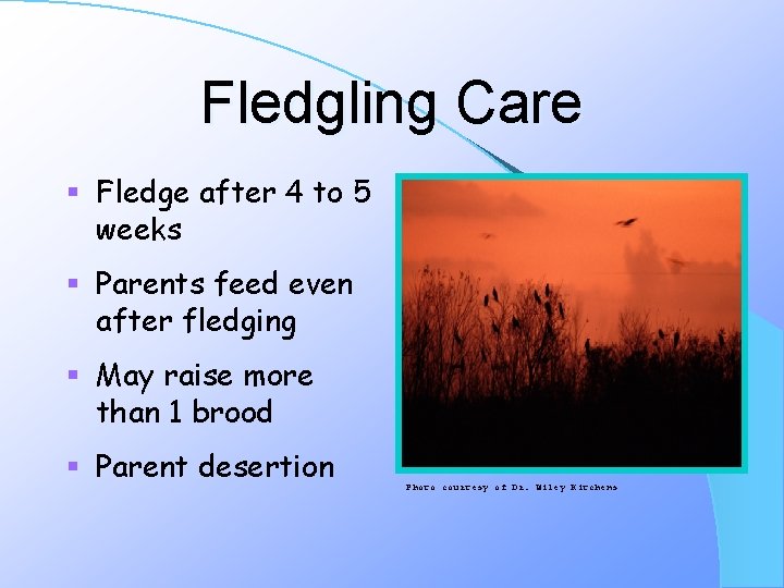 Fledgling Care § Fledge after 4 to 5 weeks § Parents feed even after