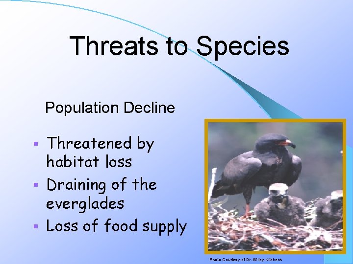 Threats to Species Population Decline Threatened by habitat loss § Draining of the everglades