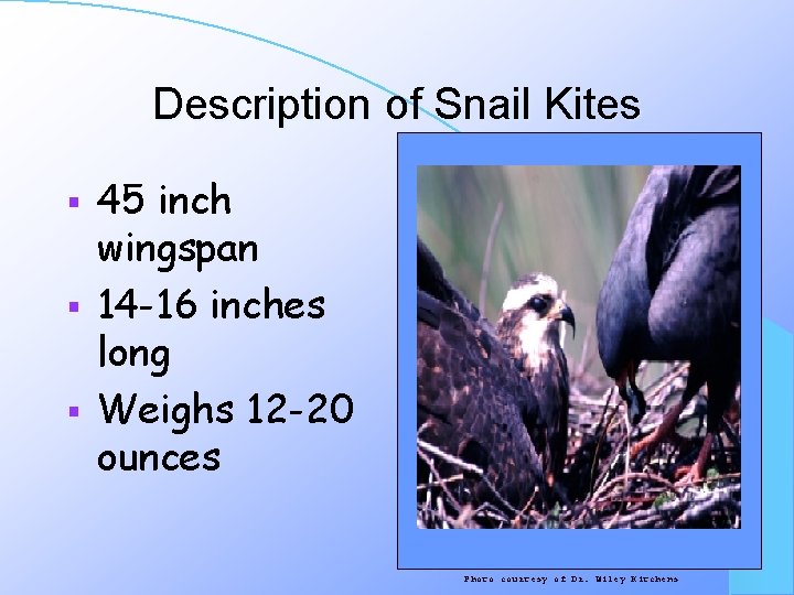 Description of Snail Kites 45 inch wingspan § 14 -16 inches long § Weighs