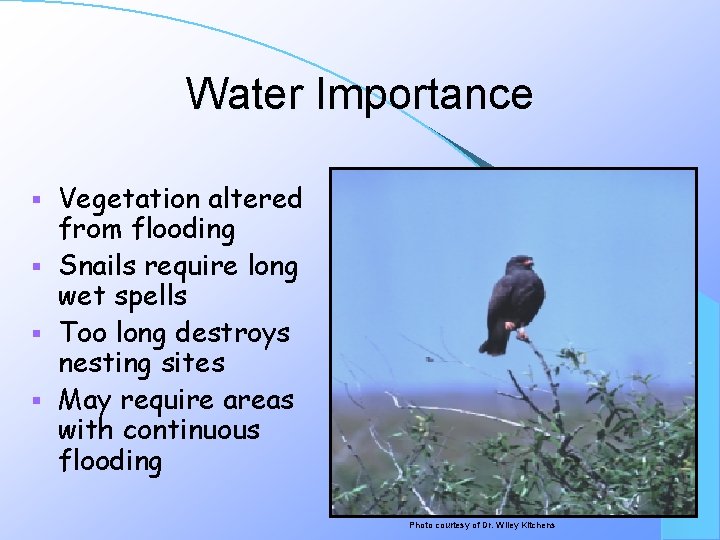 Water Importance Vegetation altered from flooding § Snails require long wet spells § Too